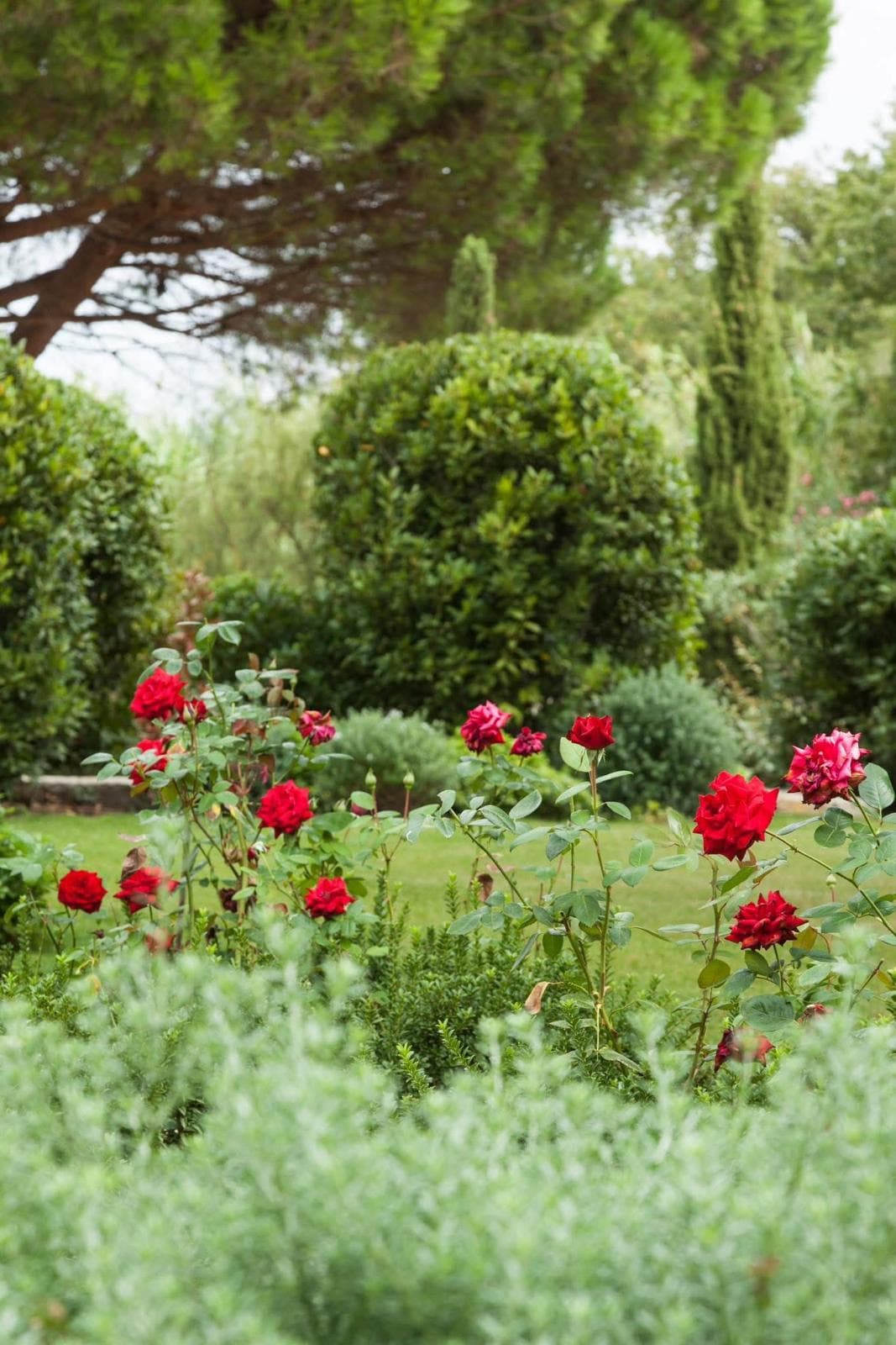 Jardin avec roses rouges et végétation méditerranéenne - Les Jardins de Zarga