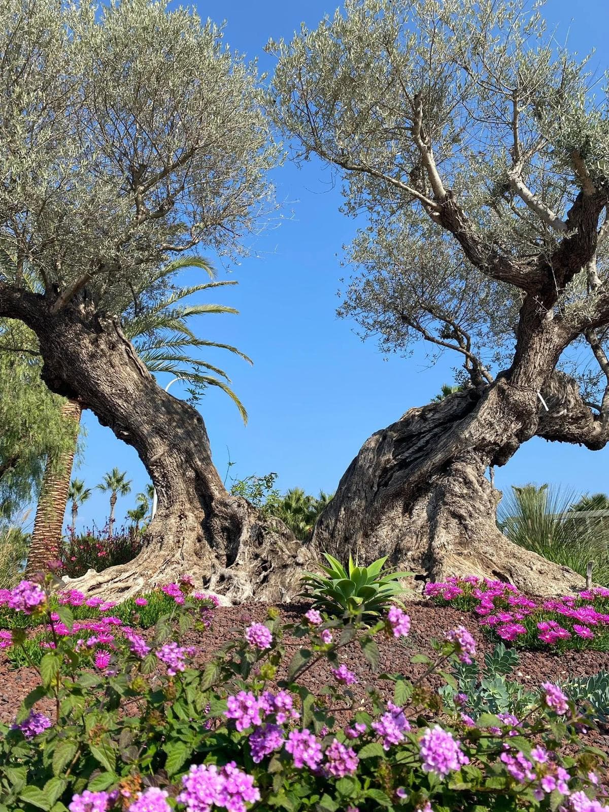 Jardin méditerranéen - Saint-Tropez