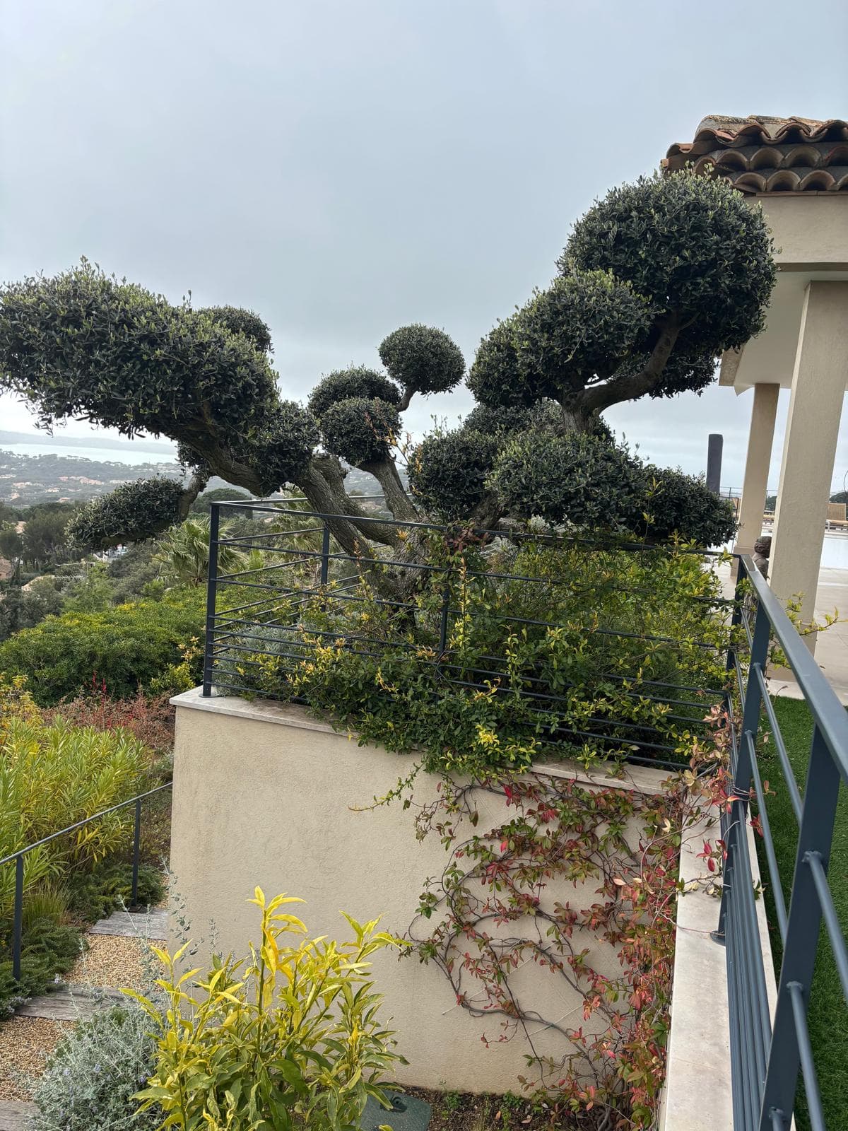 Élagage d'arbres par Les Jardins de Zarga dans le Golfe de Saint-Tropez