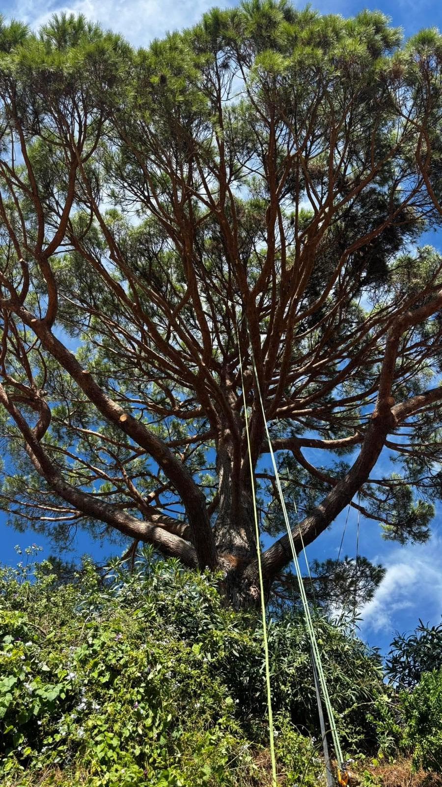 Le végétal avant tout