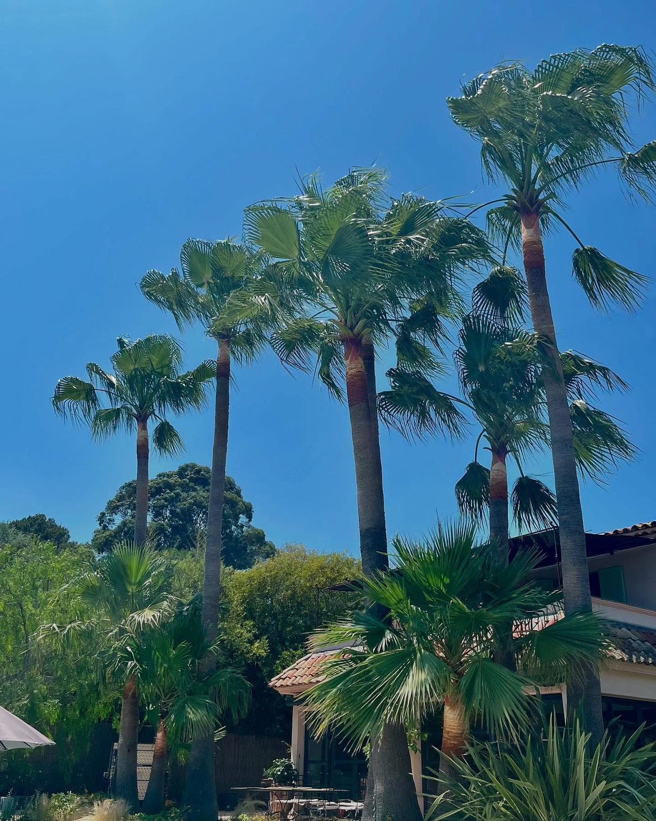 Jardin contemporain - Ramatuelle